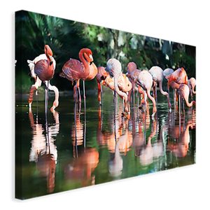 Flamingos