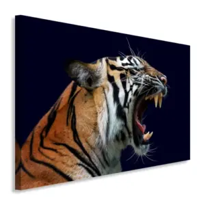 Tigre
