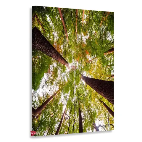 Bosque Vertical Bqv11