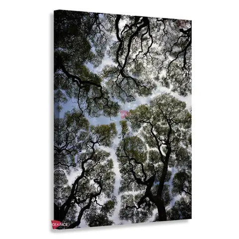 Bosque Vertical Bqv13