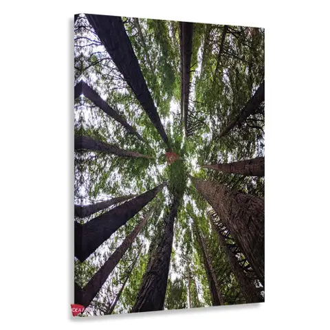 Bosque Vertical Bqv14