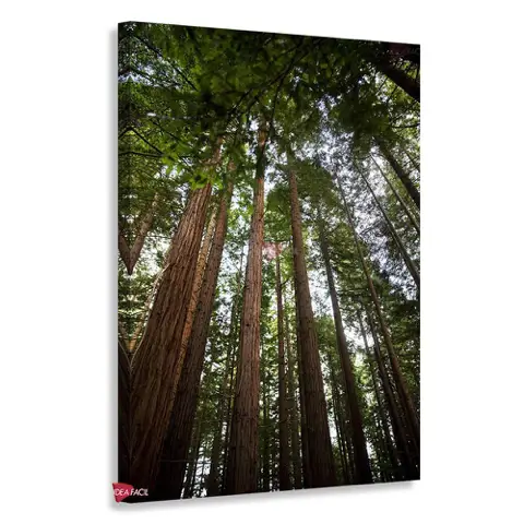Bosque Vertical Bqv15