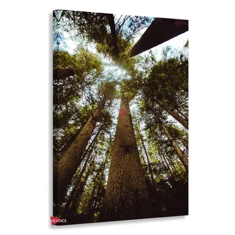 Bosque Vertical Bqv5
