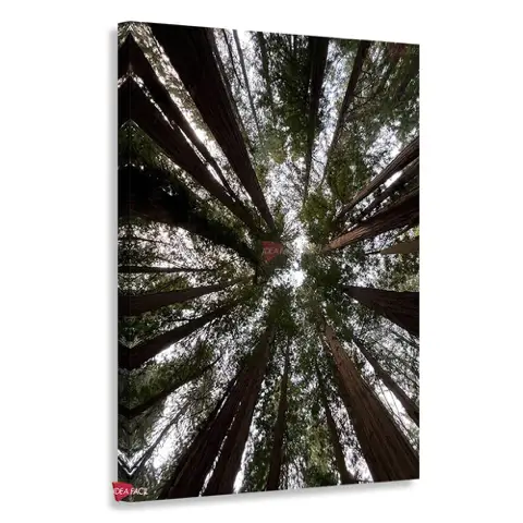 Bosque Vertical Bqv9
