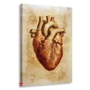 Cardiología Vertical Cdv4