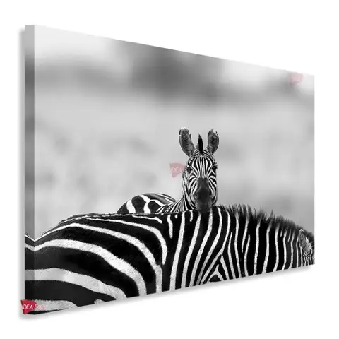 Cebra Horizontal Chh4