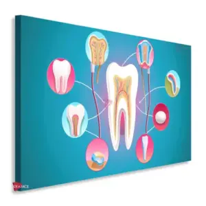 Dentista Horizontal Dnh15