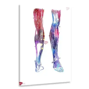 Fisioterapia Vertical Fsv13