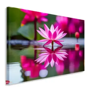 Flor De Loto Horizontal Fth4