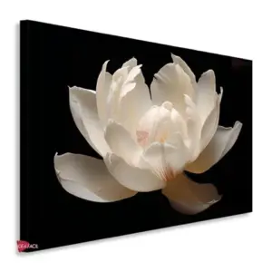 Flores Horizontal Flh12