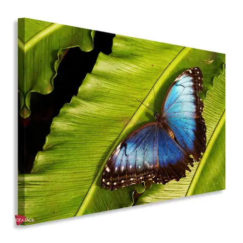 Mariposas Horizontal Mrh23