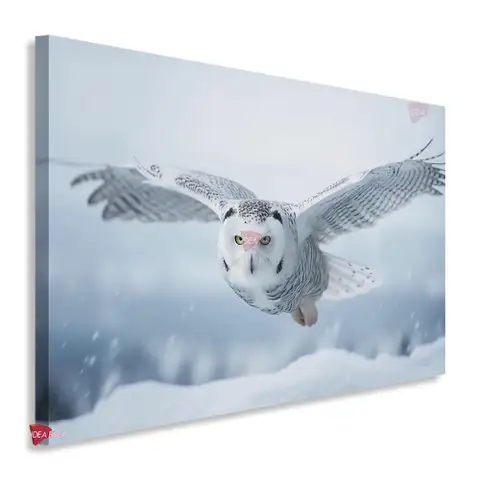 Aves Horizontal Pjh12
