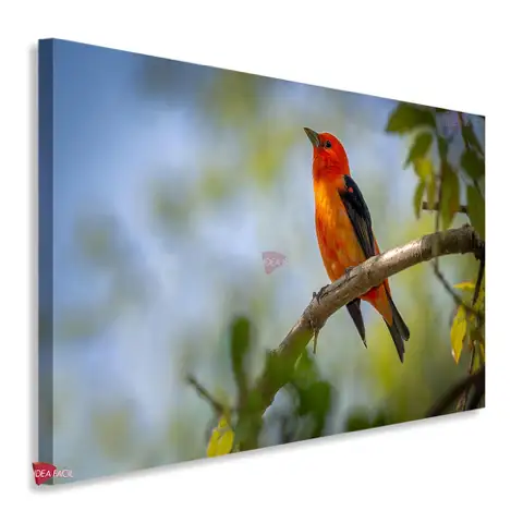 Aves Horizontal Pjh2
