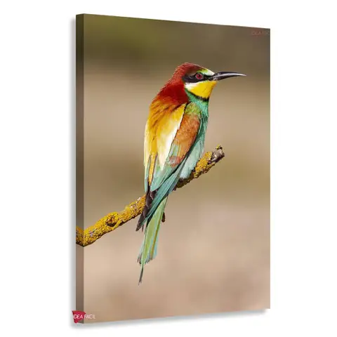 Aves Vertical Pjv22