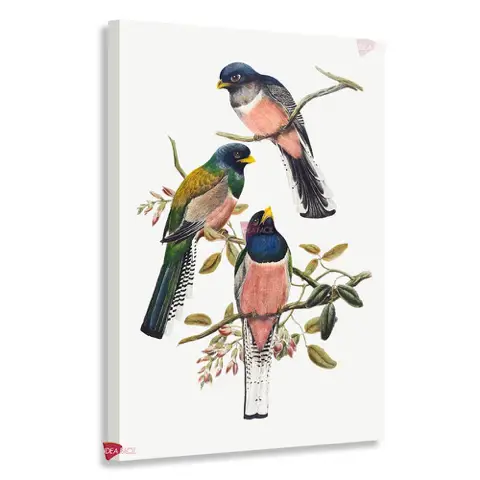 Aves Vertical Pjv3