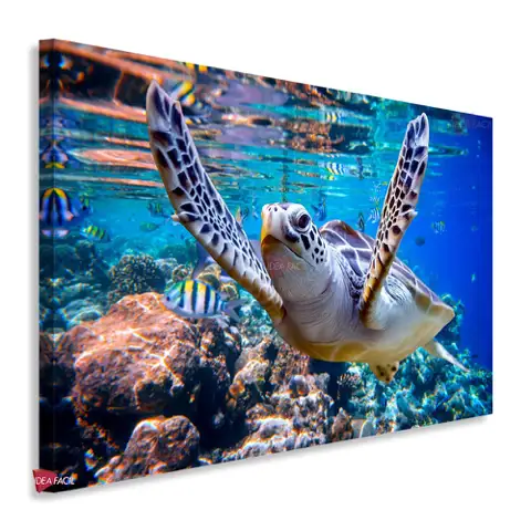 Tortugas Horizontal Tth16