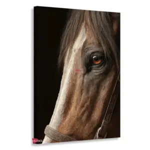 Caballo Rnm0026