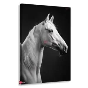 Caballo Rnm0033
