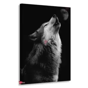 Lobo Rnm0148