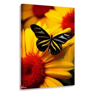 Mariposas Rnm0168