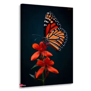 Mariposas Rnm0170