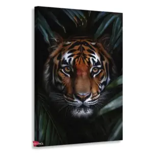 Tigre Rnm0180