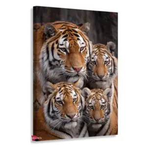 Tigre Rnm0181