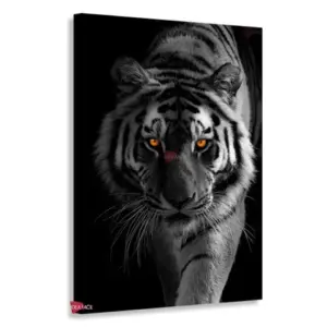 Tigre Rnm0182