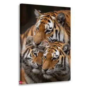 Tigre Rnm0185