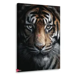 Tigre Rnm0191